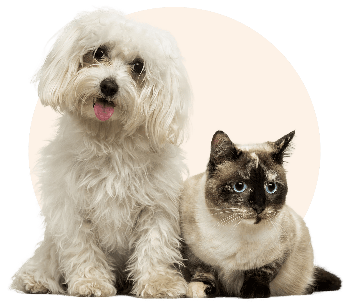maltese dog and birman cat togheter