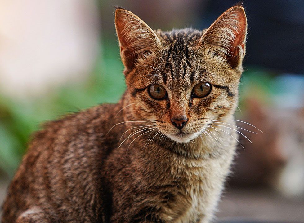gray cat